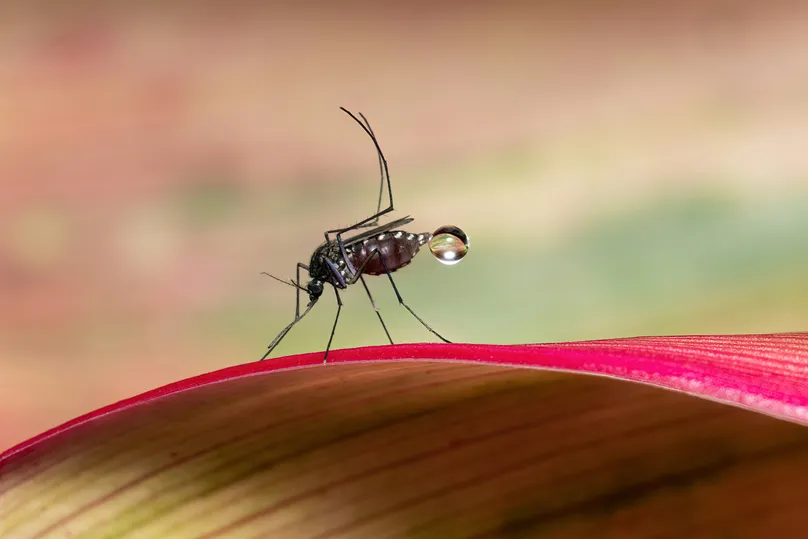 A mosquito on a leaf